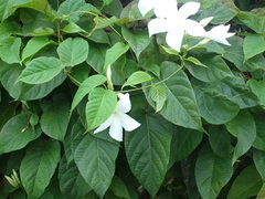 Mandevilla laxa