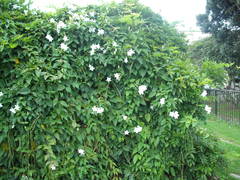 Mandevilla laxa