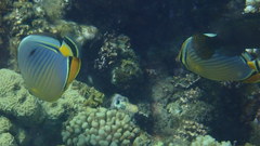 Chaetodon trifasciatus
