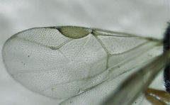 Anteon caledonianum