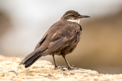 Cinclodes nigrofumosus