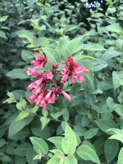 Cestrum elegans