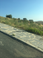 Dolichophis jugularis