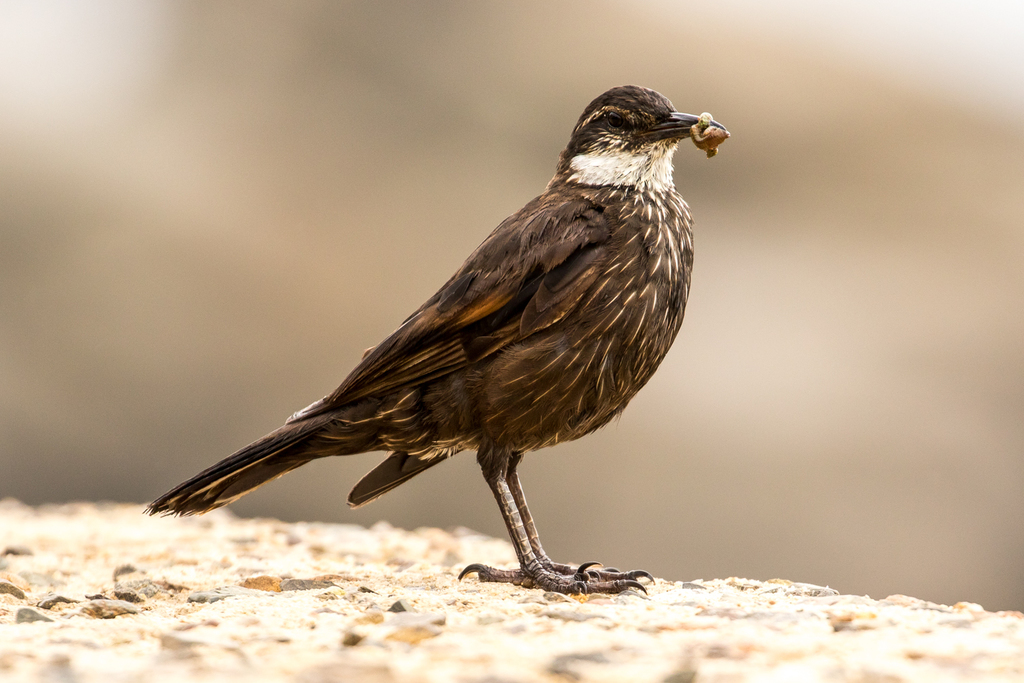 Seaside Cinclodes photo