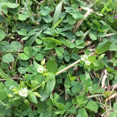 Stellaria media