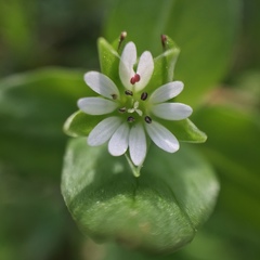 Stellaria media