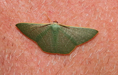 Orothalassodes floccosa