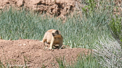 Cynomys parvidens