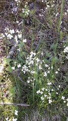 Arabidopsis halleri