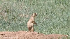 Cynomys parvidens