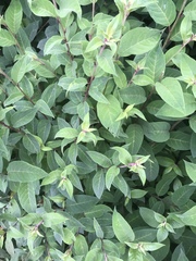 Cestrum elegans
