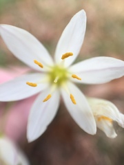 Nothoscordum bivalve