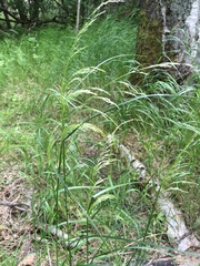 Lolium giganteum