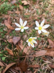 Nothoscordum bivalve