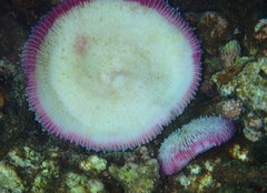 Fungia fungites