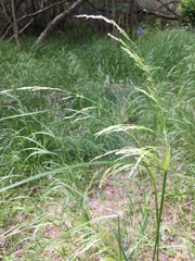 Lolium giganteum