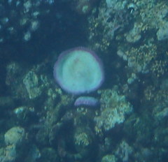 Fungia fungites