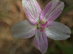 Claytonia virginica