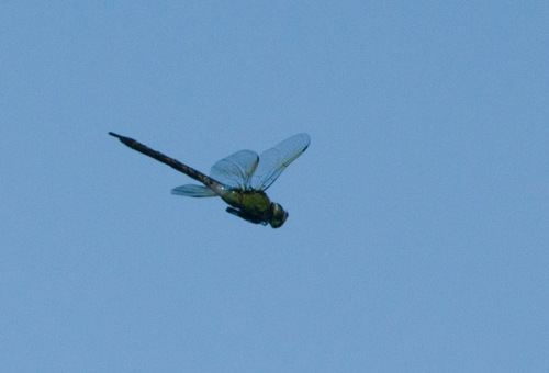Giant Hawaiian Darner photo 4