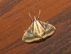 Agrioglypta naralis