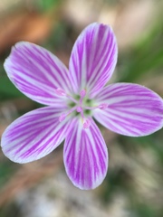 Claytonia virginica