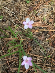 Claytonia virginica