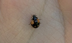 Adalia bipunctata