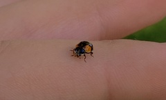Adalia bipunctata