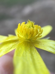 Ranunculus sardous