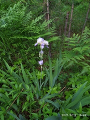 Iris × hybrida