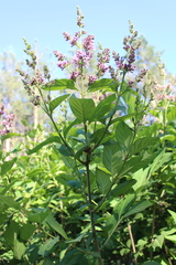 Syringa josikaea