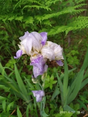 Iris × hybrida