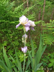 Iris × hybrida