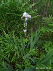 Iris × hybrida