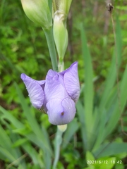 Iris × hybrida