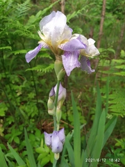 Iris × hybrida