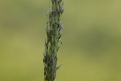 Digitaria insularis