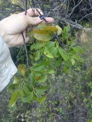 Diospyros sandwicensis