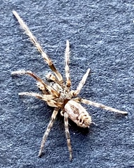 Phryganoporus nigrinus