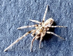 Phryganoporus nigrinus