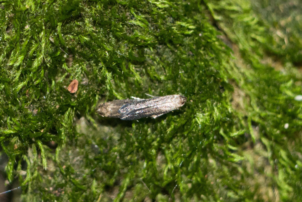 honeysuckle leafminer