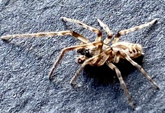 Phryganoporus nigrinus