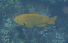 Pomacentrus sulfureus