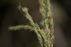 Digitaria insularis