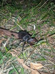 Lucanus cervus