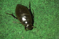 Hydrophilus piceus