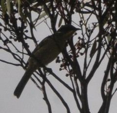 Lichenostomus cratitius