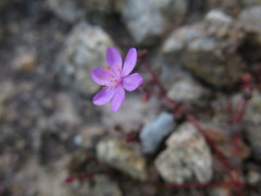 Portulaca bicolor