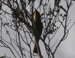 Lichenostomus cratitius