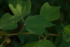 Triumfetta semitriloba